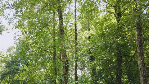 Deciduous Trees in a Park, Bavaria, Germany Stock-Footage 129616934