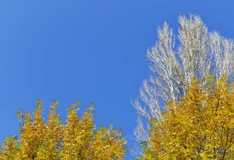 Deciduous trees Stock Photos