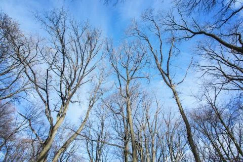Deciduous trees treetops without leaves over blue sky at sunny winter day Stock Photos