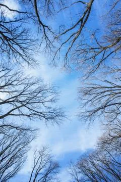 Deciduous trees treetops without leaves over blue sky at sunny winter day Stock Photos