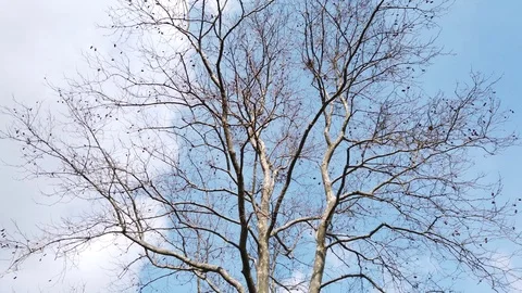 Deciduous trees in winter season in nature Stock Footage 127236167