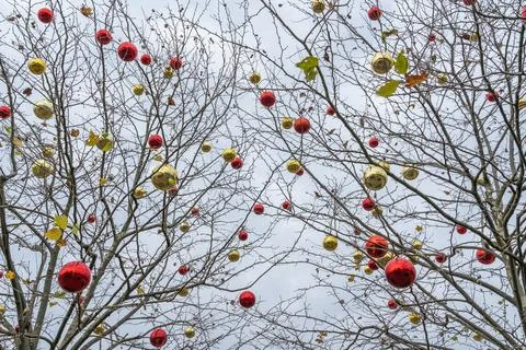 Deciduous trees without leaves are decorated with Christmas balls Photos