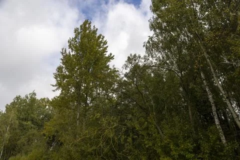 Deciduous trees with yellow and green foliage in autumn in windy weather with Stock Photos