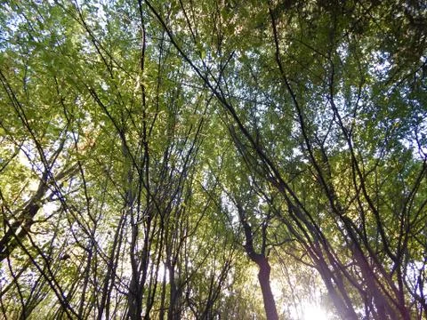 Deciduous treetops in the sunlight Foto stock