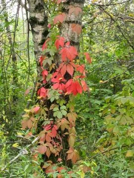 A deciduous vine on the trunk of a birch tree, known as the five-leaf maiden  Stock Photos
