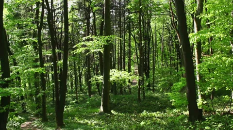 Deciduous wood at spring - steadicam pan Stock Footage 37214090