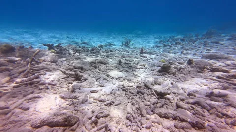 Decimated coral reef global warming Stock Footage 317188025