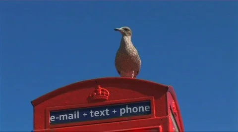 Decision time for the seagull Stock Footage 265314