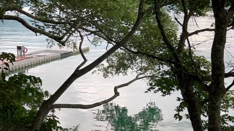 The Deck by the calm lake shore shot though tree trunk Stock Footage 246992611