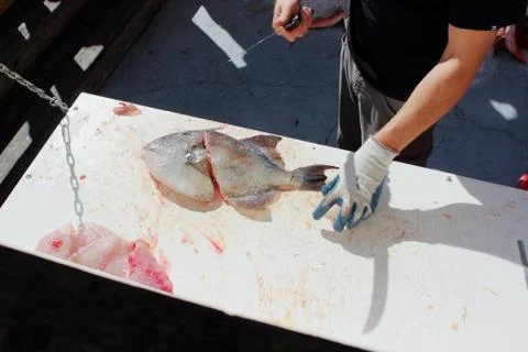 Deck hand cleaning fish Stock Photos