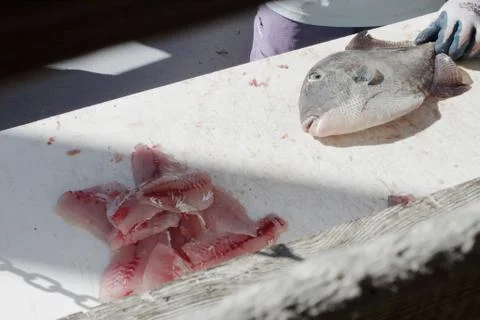 Deck hand cleaning fresh caught fish from commercial deep sea fishing Stock Photos
