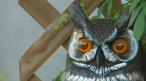 Deck owl hdf Stock Footage 649990