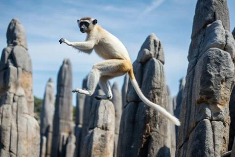 Deckens Sifaka  jumping on razor sharp spires Stock Photos
