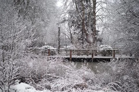 Decking on other side of the pond seen through branches all covered in snow Stock Photos