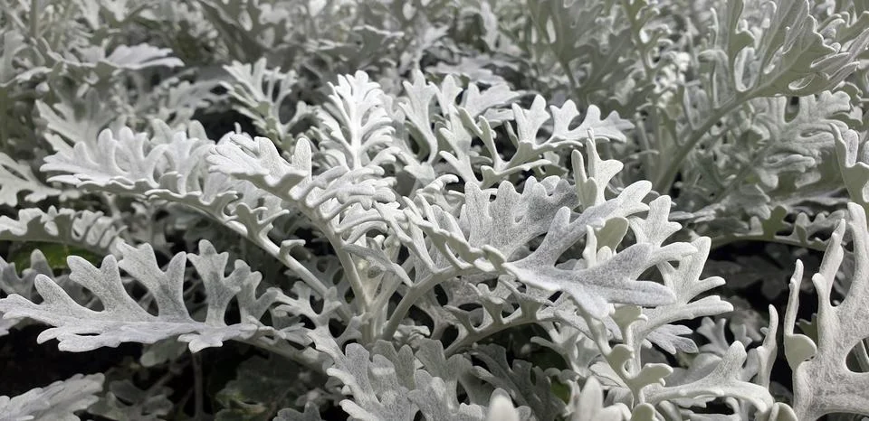 Declarative cabbage Stock Photos
