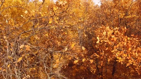Decline in height in the autumn forest Stock Footage 119275052