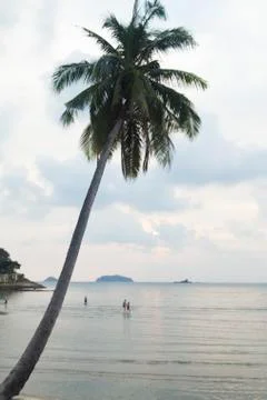 Decline on the island Stock Photos