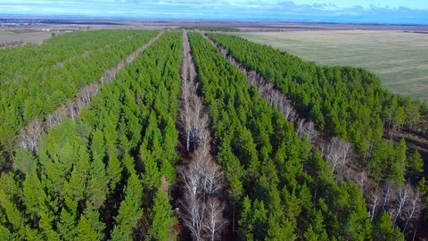 Decline over a birch bed Stock Footage 99701006