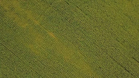 Decline Over The Green Corn Field. Aerial Drone View. Stock Footage 94051855