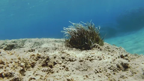 Declining Amount Of Seagrass Due To Pollution Of The Sea Stock Footage 95524853