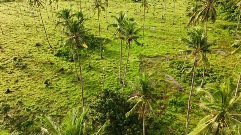 Declining Coconut Palms in Palawan Philippines, Sparse Tropical Landscape Aerial Stock Footage 332445685