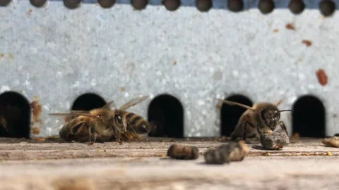 Décollage des abeilles face caméra Stock Footage