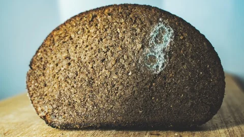 Decompose and Rot  of Rye bread Time Lapse - Dark Bread getting old and Stock Footage 106384022