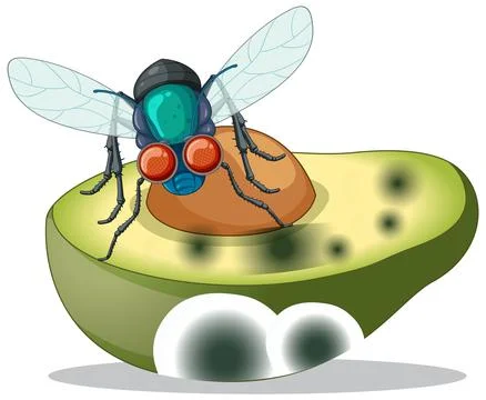 Decompose avocado with smiley flies Stock Illustration