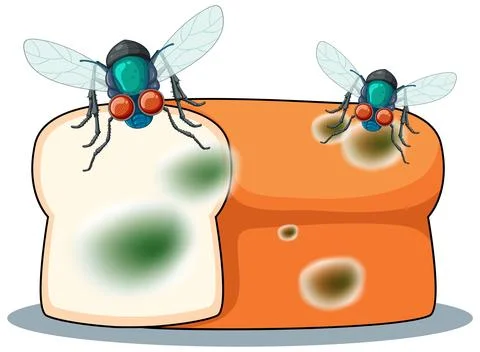 Decompose bread with fly Stock Illustration