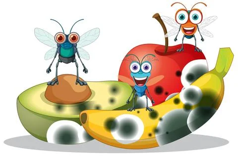 Decompose fruit and fly Stock Illustration