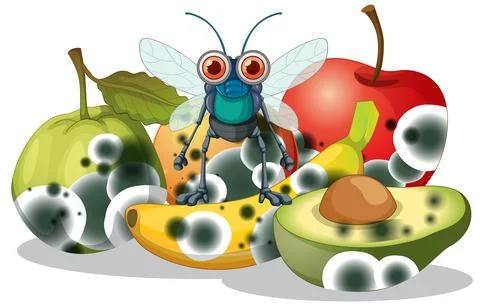 Decompose fruit and fly Stock Illustration