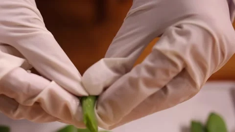 Decompose lentils and beans (4) Stock Footage 202234167