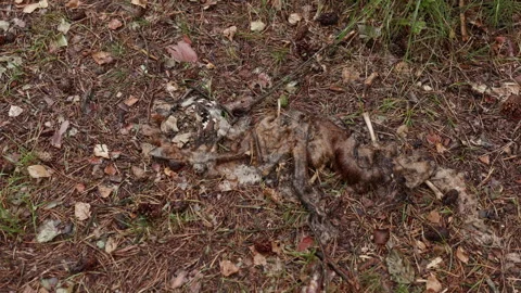 Decomposed animal carcass on forest floor with pine needles, leaves, moss, and Stock Footage 344770357