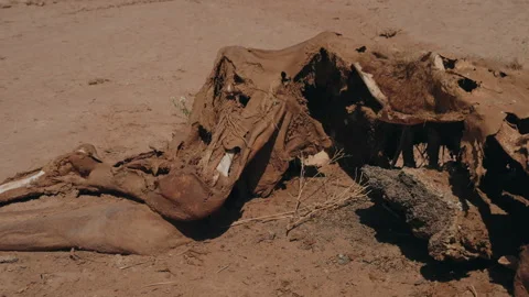 Decomposed camel carcass with dried hide and bones in Sahara desert Morocco Stock Footage 334791580