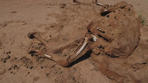 Decomposed camel carcass with exposed leg bones and dried hide on desert ground Stock Footage 334513490