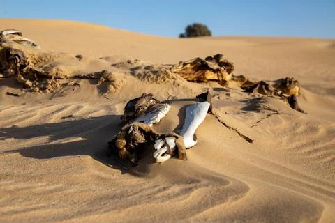 Decomposed camel in deser 写真素材