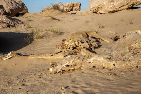 Decomposed camel in deser 写真素材
