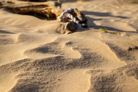 Decomposed camel in deser 写真素材