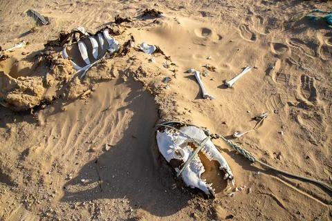 Decomposed camel in deser 写真素材