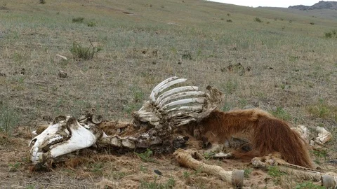 A  decomposed corpse of a small horse on a meadow, black butterflies on it. Stock Footage 82221261