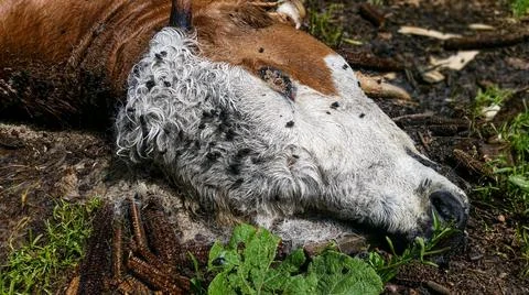 Decomposed dead cow head on the ground Stock Photos