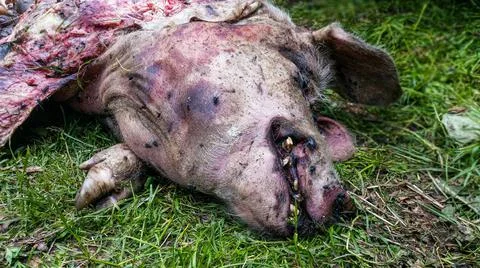 Decomposed dead pig head on the ground Stock Photos