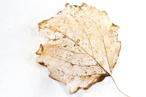 Decomposed leaf on white background Stock Photos