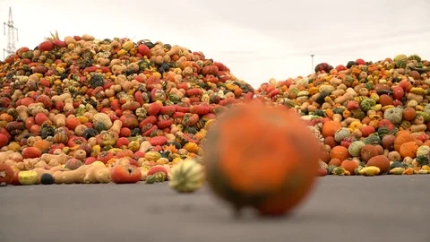 Decomposed pumpkins at a waste dump Stock Footage 83650994