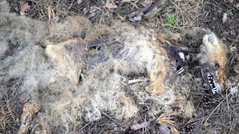 Decomposed red fox carcass on forest floor Stock Footage 340932386