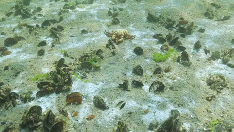 Decomposing bacteria, microalgae and other benthic microorganisms creating Vídeo Stock 330269248