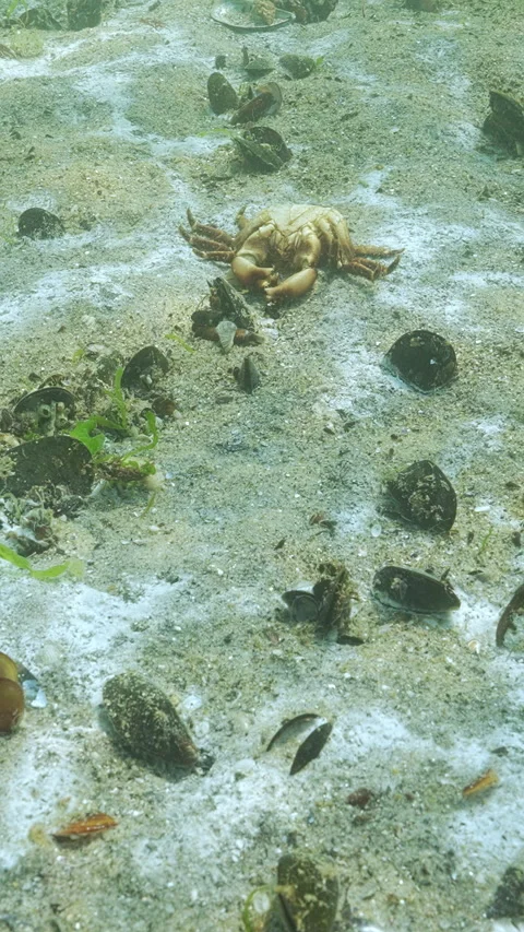 Decomposing bacteria, microalgae and other benthic microorganisms creating Video stock 336849635