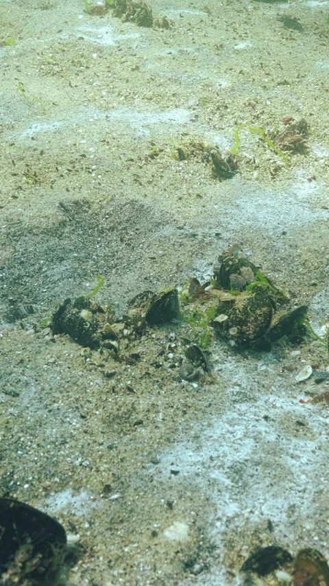 Decomposing benthic microorganisms leads to dead hypoxic zones and death of Stock Footage 338022580