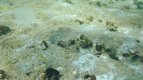 Decomposing benthic microorganisms leads to dead hypoxic zones and death of Stock Footage 339367879