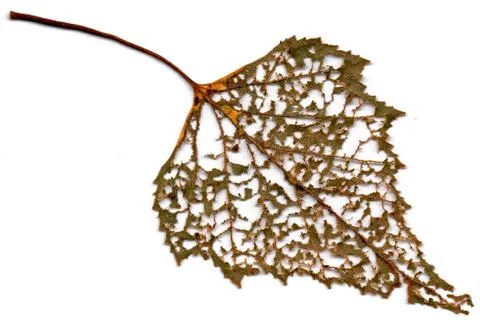 Decomposing Birch Tree Leaf - White Background Stock Photos